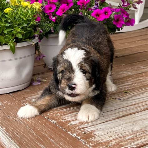  Cobblestone Bernedoodles are beautiful, healthy, highly intelligent and have loving and sweet personalities